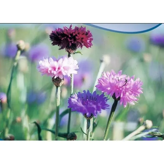 100 Semillas Bonitas Centaurea Anciano Pincel Color Variado