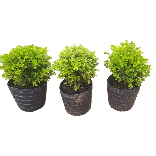 3 Mudas Buxinhos Natural 