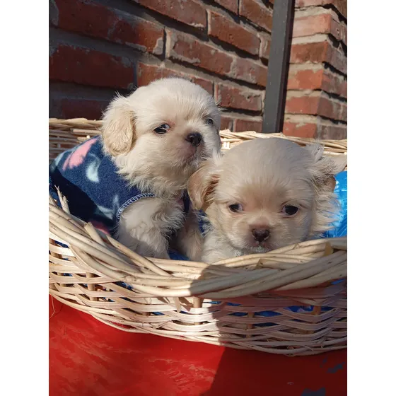 Pekines Crema
