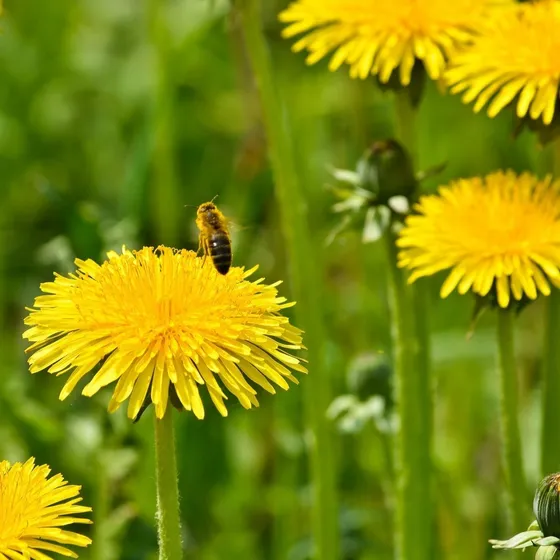 50 Semillas De Diente De Leon Taraxacum Officinale Dandelion