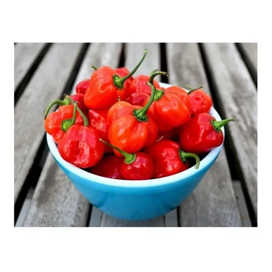 Semillas Chile Habanero Rojo - Frutos Grandes