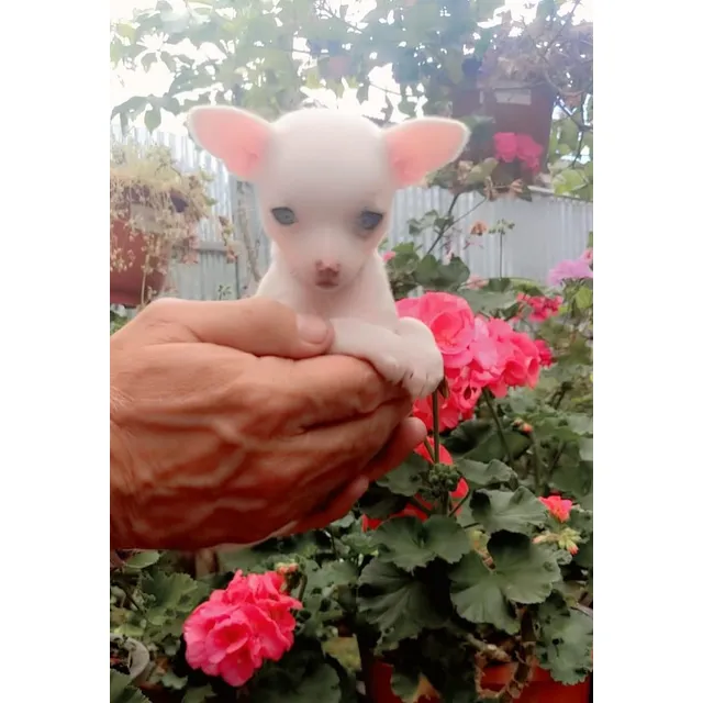 Bellos Cachorros  Chihuahua Mini Toy Puros  Blancos Beige