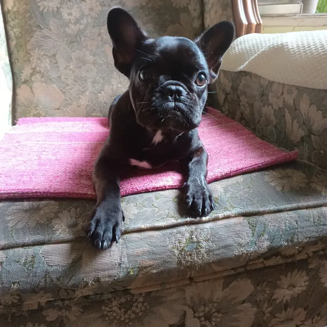Bella Cachorra Bulldog Frances Negra Exotica