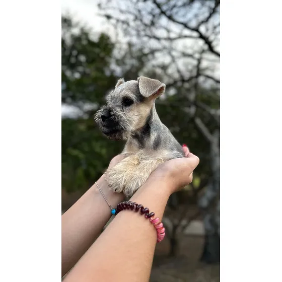 Schnauzer Miniatura Macho Precio Negociable Listo P Entregar