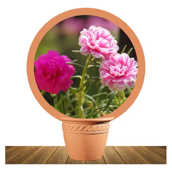 Semillas De Portulaca Doble Variada X30 Semillas