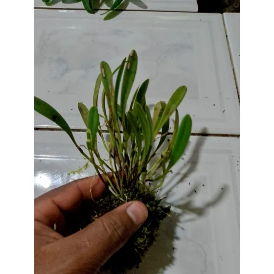 Orquídea Minianturas