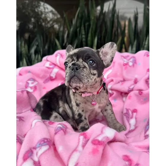 Cachorros Bulldog Frances Exóticos Vacunados Tienda Física