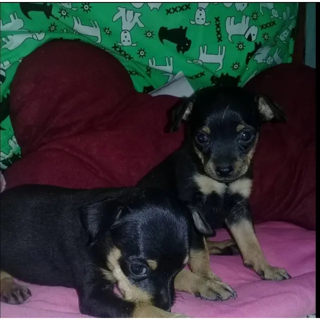Cachorros Doberman Pinscher 300$ 