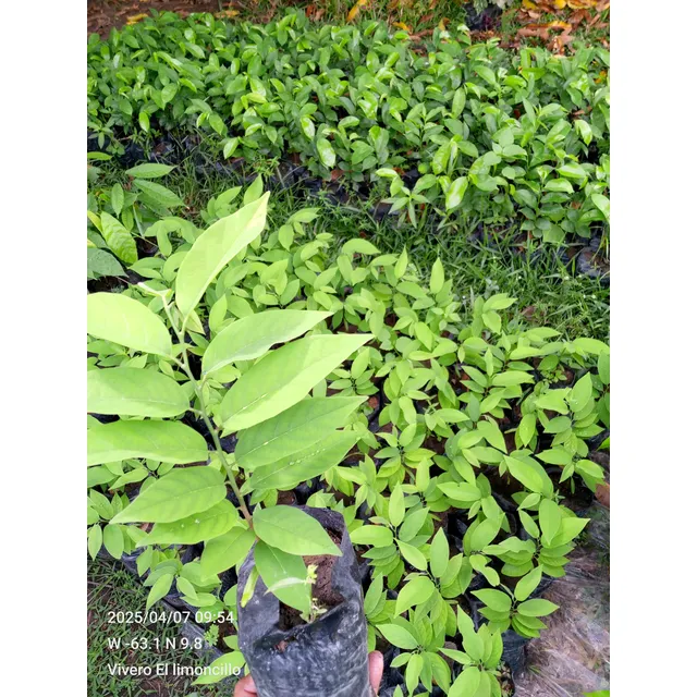 Plantas  De Chirimoya