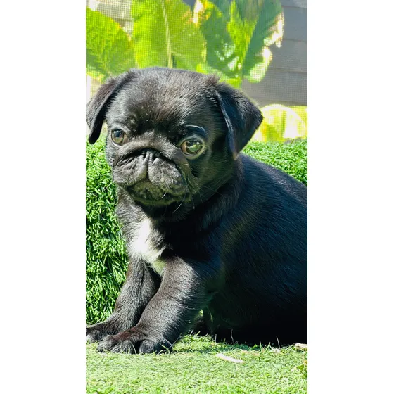 Pug Carlino Machos Negros Fca