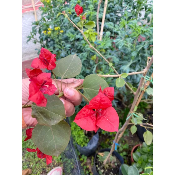 Santa Rita:roja,blanca,salmón,fuccia; Simple/doble,variegada