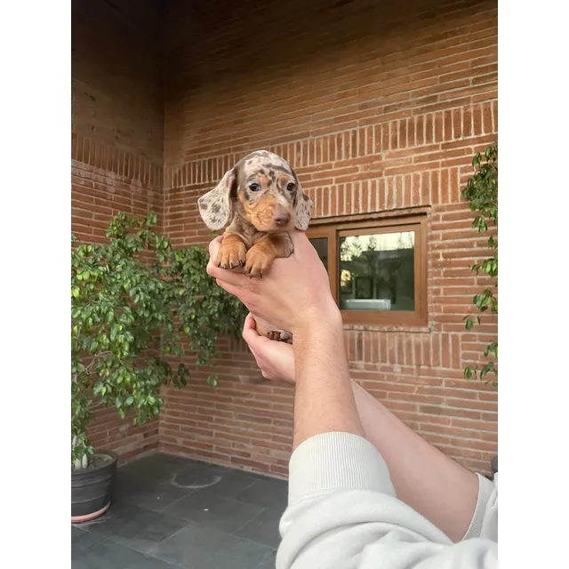 Hermosos Cachorros Dachshund Salchicha Arlequín
