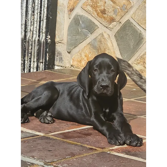 Cachorra De Gran Danes Negro Solido