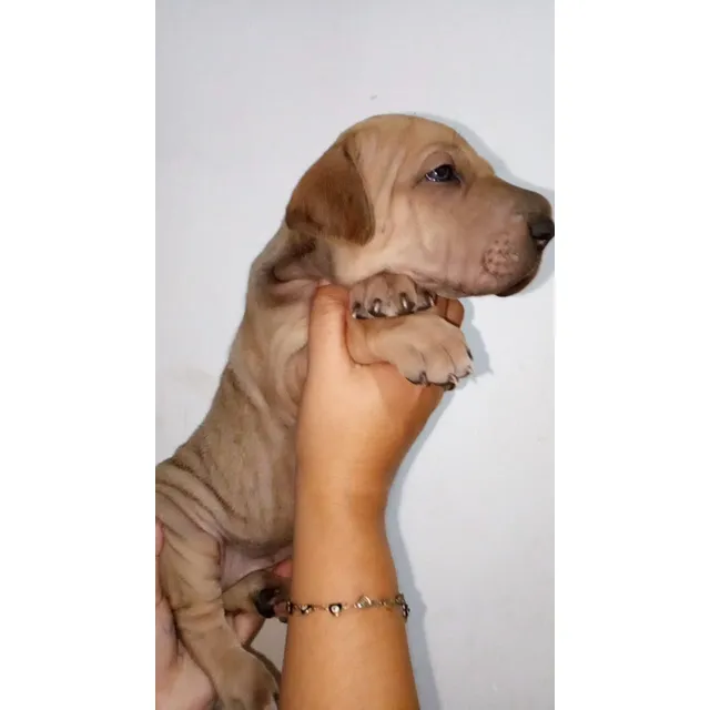 Cachorros Sharpei