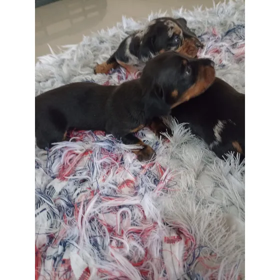Perros Salchichas Cachorros Minis Negro/fuego Y Roja(dorado)