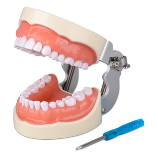 Typodont - Modelo De Dientes Con 32 Dientes Desmontables Typodont - Modelo De Dientes Con 32 Dientes Desmontables