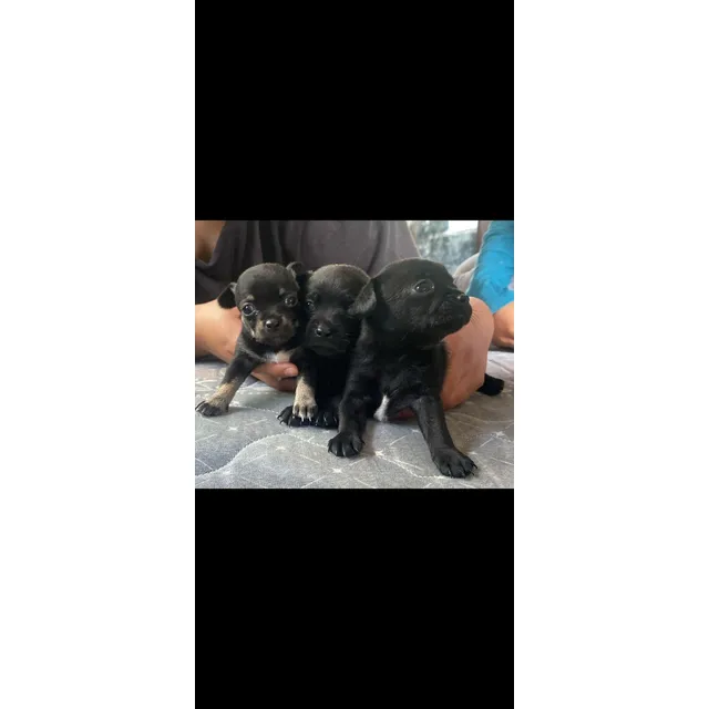 Chihuahua De 1 Mes De Edad, Llenos De Ternura