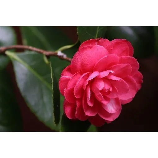 Camelia Roja