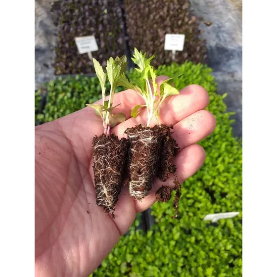 Almácigos De Hortalizas (lechugas, Cilantro, Rúcula, Etc)