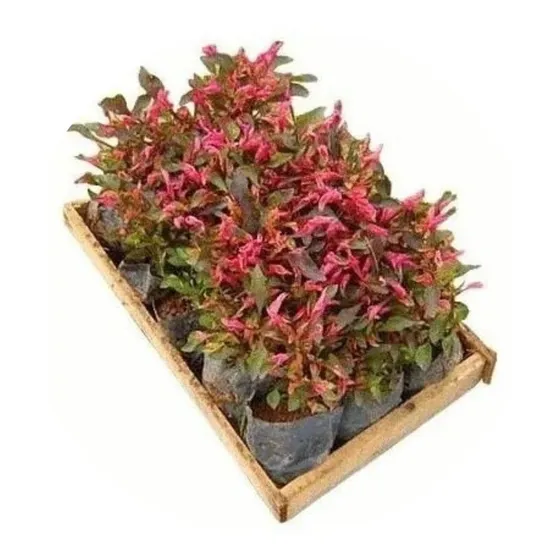 5 Mudas Periquito Vermelho (alternanthera Ficoidea)