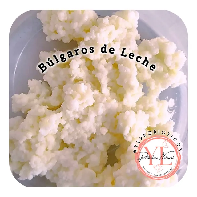 Hongos De Leche, Búlgaros Kéfir Tradicionales