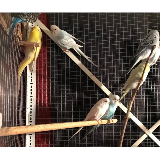 Loras Australianas 