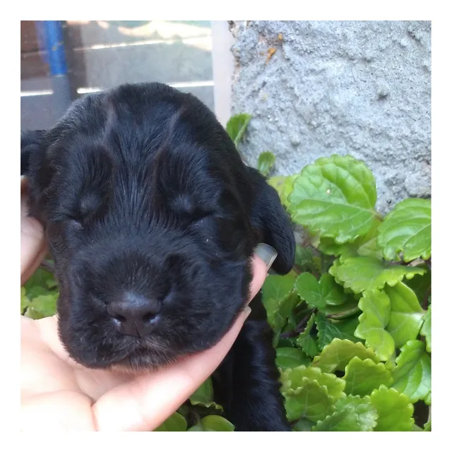 Último Cocker Spaniel Macho