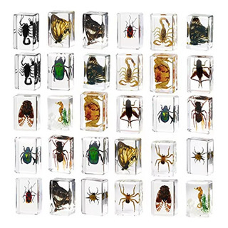 30 Pisapeles De Resina Para Especímenes De Insectos, Colec 30 Pisapeles De Resina Para Especímenes De Insectos, Colec