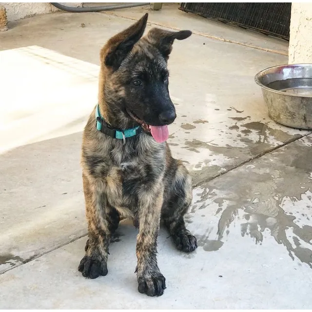Cachorros Pastor Holandés Perros Barranquilla Cartagena