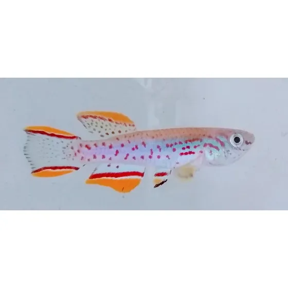 Kilifish Gardineri (antes Da Compra Ler O Anúncio)