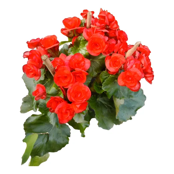 Begonias Excelentes Ejemplares! Amarillo, Rojo, Coral