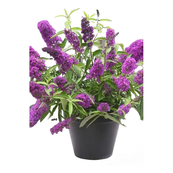Buddleja Davidii, Atre Colibríes. 