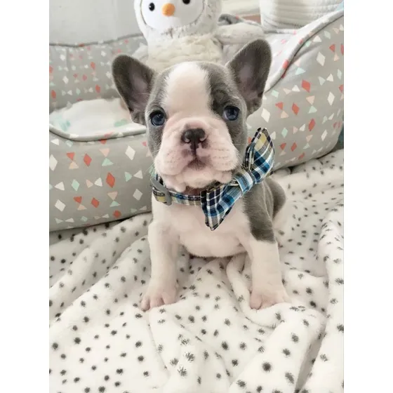 Bulldog Frances Macho Con Fca
