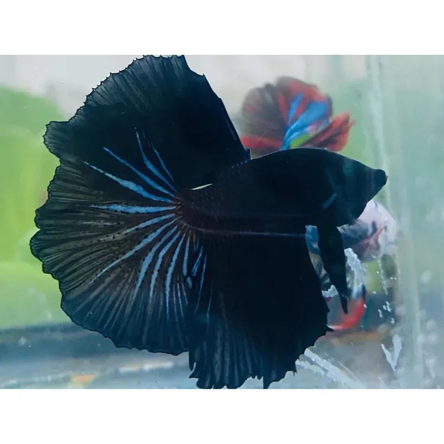 Bettas De Lujos Súper Black Hm