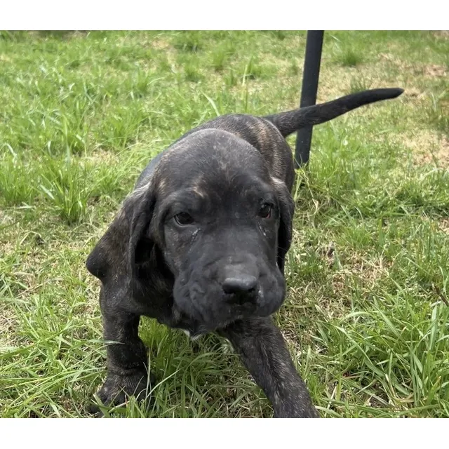 Cachorros Fila Brasilero. Todas Las Razas De Perros