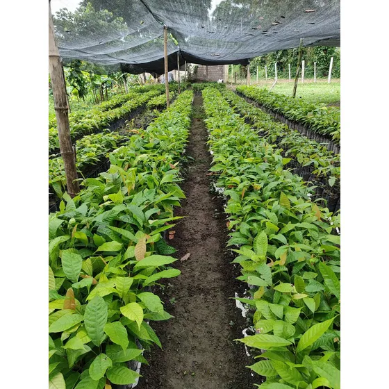 Plantas De Cacao ( Criollos: Porcelana, Guasare, Y Más )