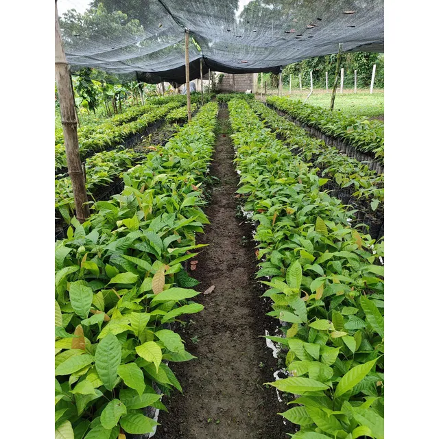 1000 Mil Plantas De Cacao (lote De 1000 Plantas De Criollo)