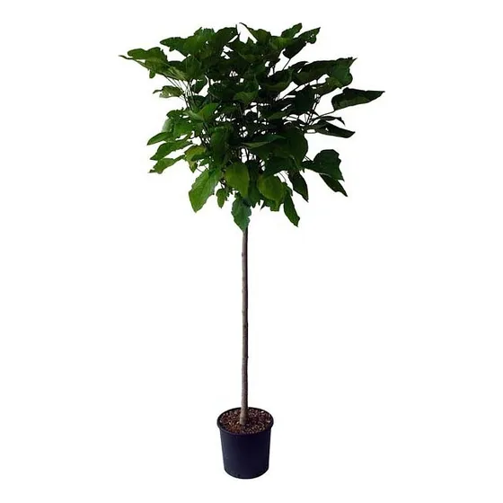 Arbol Ficus Plantas Artificiales Planta 150 Cm 