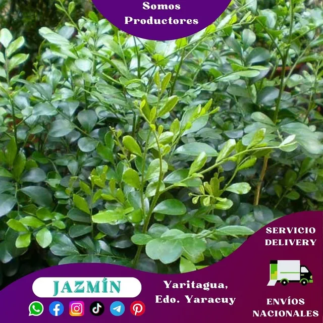 Planta De Jazmín Naranjo (murraya)