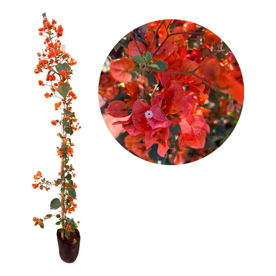 Rara Muda De Primavera Terracota Laranja -  1 Metro