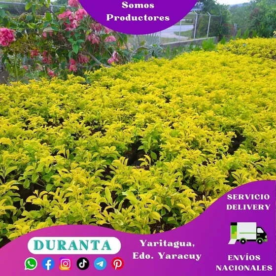 Plantas De Duranta (garbancillo)
