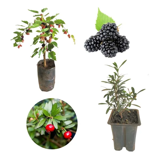 Kit Com Mini Pitanga Usada Para Bonsai + Amora Italiana