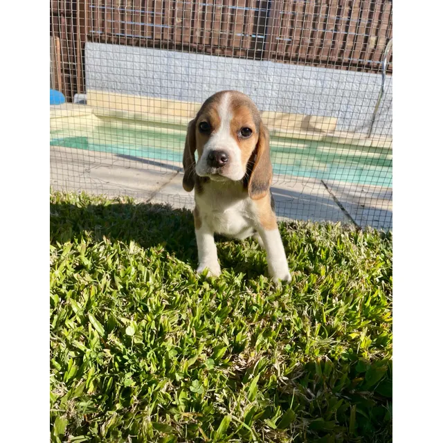 Cachorros Beagle Tricolores