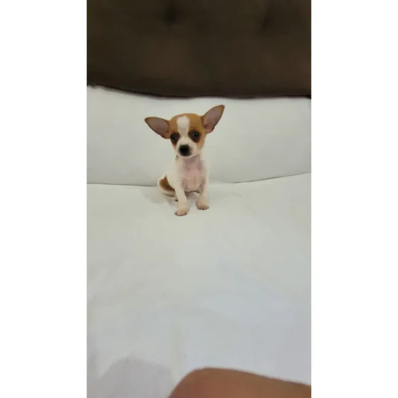 Pinscher Micro 00