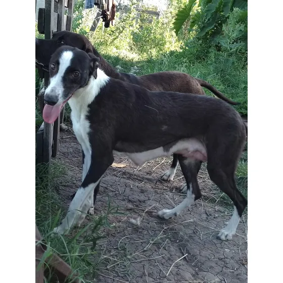 Cachorros Galgos