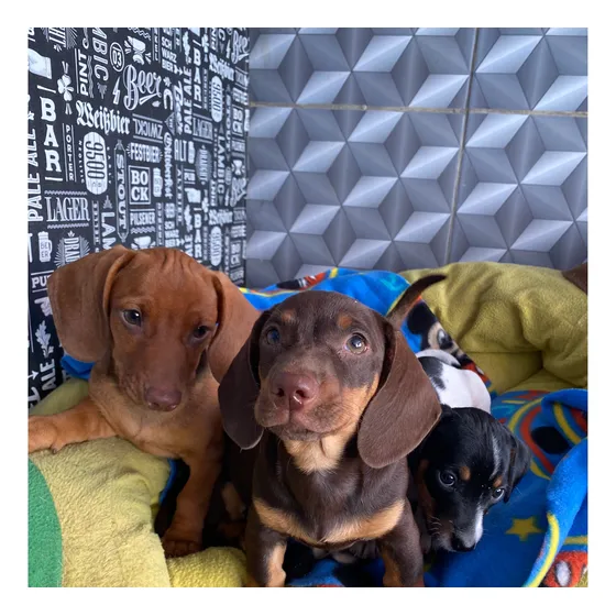 Basset Lindos Teckel - Piebald - Dachshunds Pronta Entrega