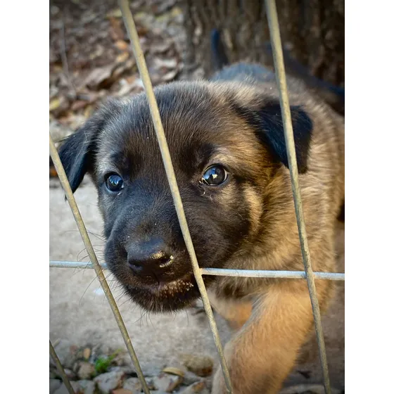 Cachorros Ovejero Belga  Malinois Se Entregan 10/9/2025