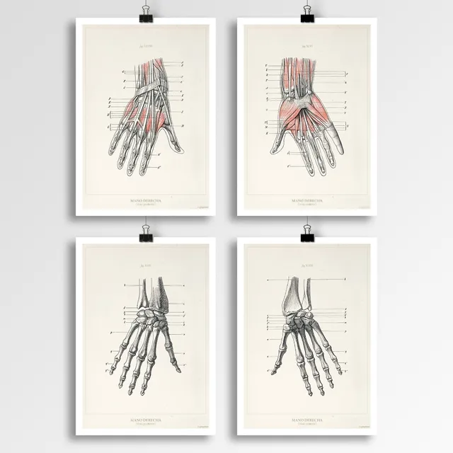 Anatomía Humana 9-7-10-8 - Póster Vintage Antiguo Decoración