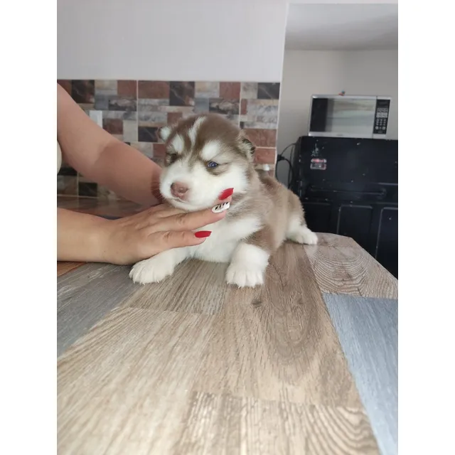 Cachorro Husky Siberiano Manto Rojo Perross Co