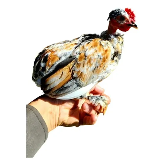 Garnizé Galizé Garnise 
